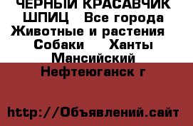 ЧЕРНЫЙ КРАСАВЧИК ШПИЦ - Все города Животные и растения » Собаки   . Ханты-Мансийский,Нефтеюганск г.